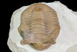 Asaphus Punctatus Trilobite - Russia #85398-4